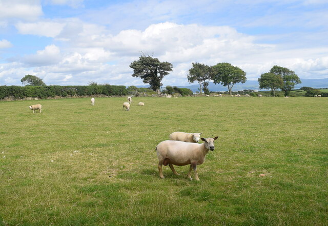 Sheep In The Field Bill Harrison Geograph Britain And Ireland