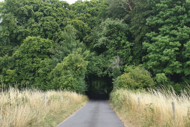 Beech Tree Walk Entering Woods David Martin Cc By Sa 2 0 Geograph