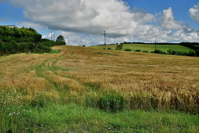 Barley Field Donaghanie Kenneth Allen Geograph Britain And Ireland