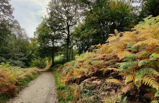 Path Through The Wyre Forest Mat Fascione Cc By Sa Geograph