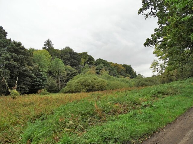 Autumn Knitsley Wood Robert Graham Cc By Sa Geograph Britain