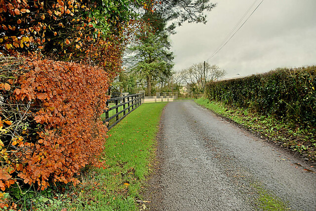 Copper Beech Hedge Along Cappagh Road Kenneth Allen Cc By Sa