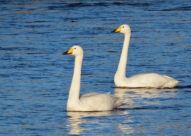 Winter Visitors Anne Burgess Geograph Britain And Ireland