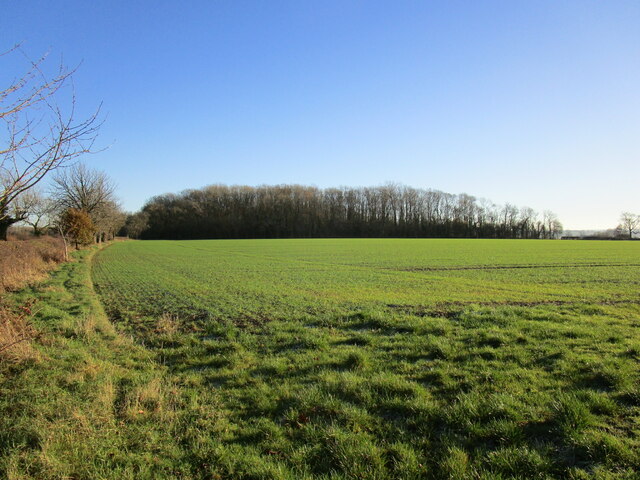 Autumn Sown Crop And Carington Spinney Jonathan Thacker Cc By Sa