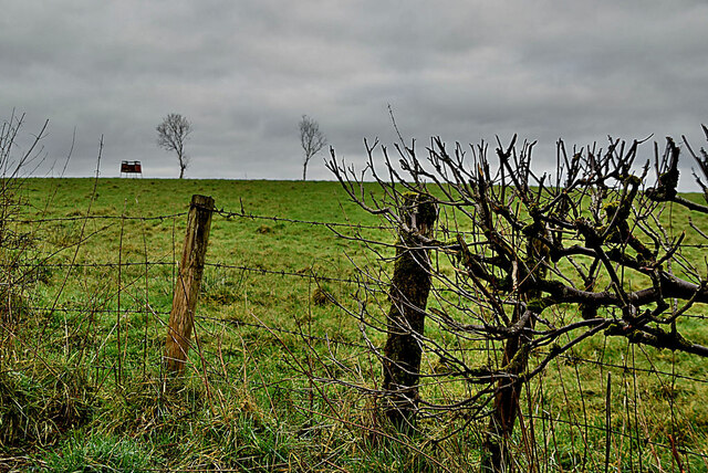 Bare Hedge Lisnacreaght Kenneth Allen Cc By Sa Geograph Ireland