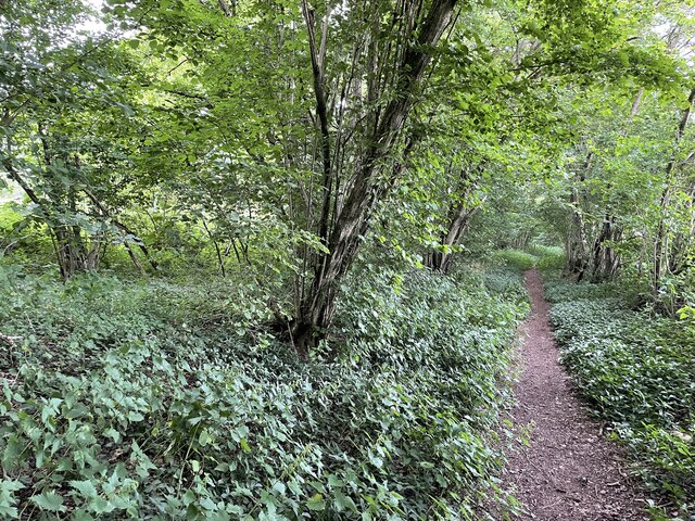 Footpath Through Bazeley Copse Fernweh Geograph Britain And Ireland