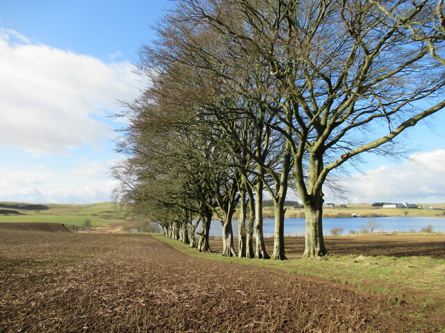 Line Of Trees Near Picketlaw Reservoir Alan O Dowd Cc By Sa 2 0