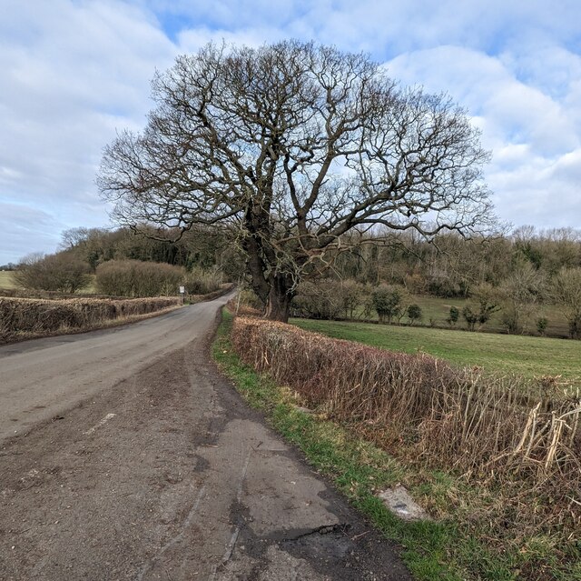 Deciduous Tree In Winter Llanwern Jaggery Cc By Sa Geograph