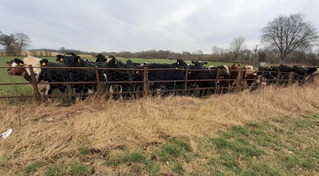 Cows Behind Fence In Field On East Side Roger Templeman