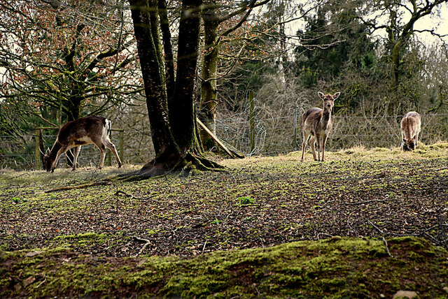 Deer Clanabogan Upper Kenneth Allen Geograph Ireland