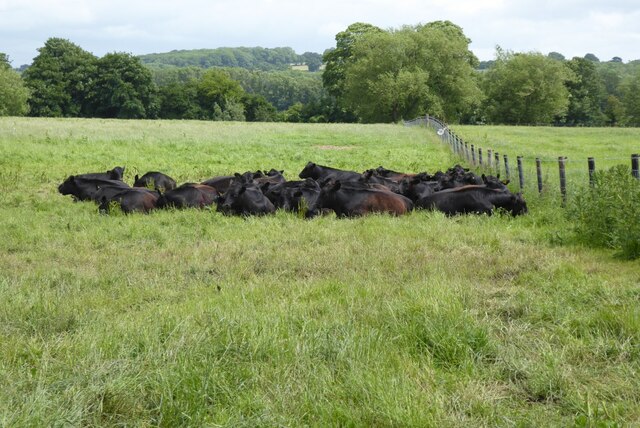 Cattle In A Field Philip Halling Cc By Sa Geograph Britain And