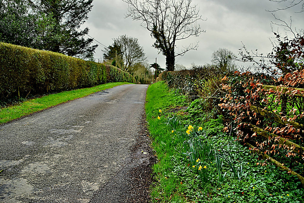 Daffodils Along Crevenagh Road Kenneth Allen Cc By Sa Geograph