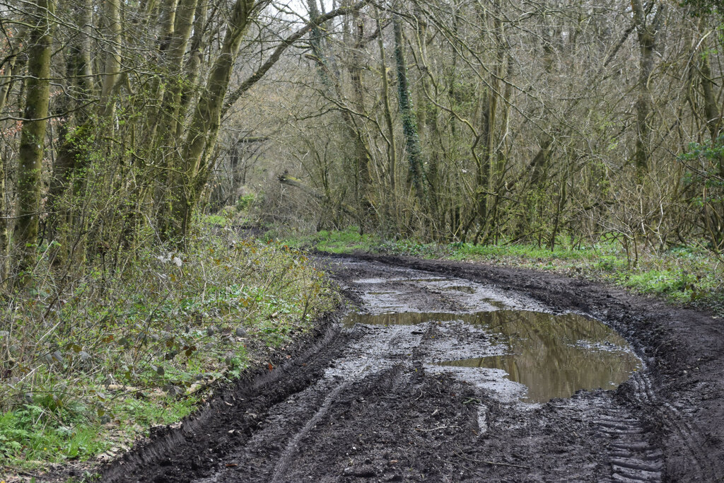 Muddy Track Into Grovely Wood David Martin Geograph Britain And