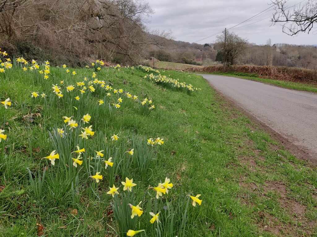 Daffodils Along Chase End Road Mat Fascione Geograph Britain And