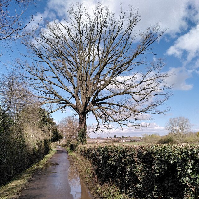 The Henley Mill Oak With Henley Green A J Paxton Cc By Sa 2 0