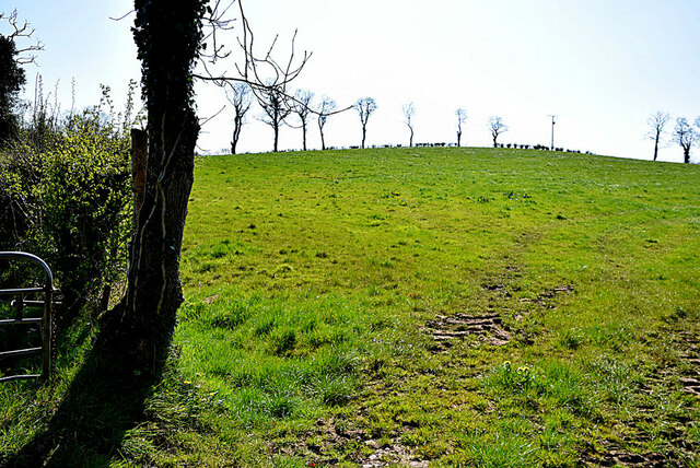 Trees On A Hill Letfern Kenneth Allen Geograph Britain And Ireland