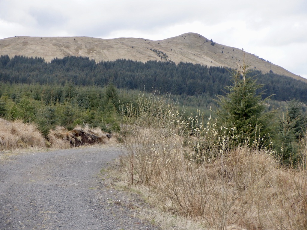 Newish Road Carron Valley Forest Richard Webb Cc By Sa 2 0