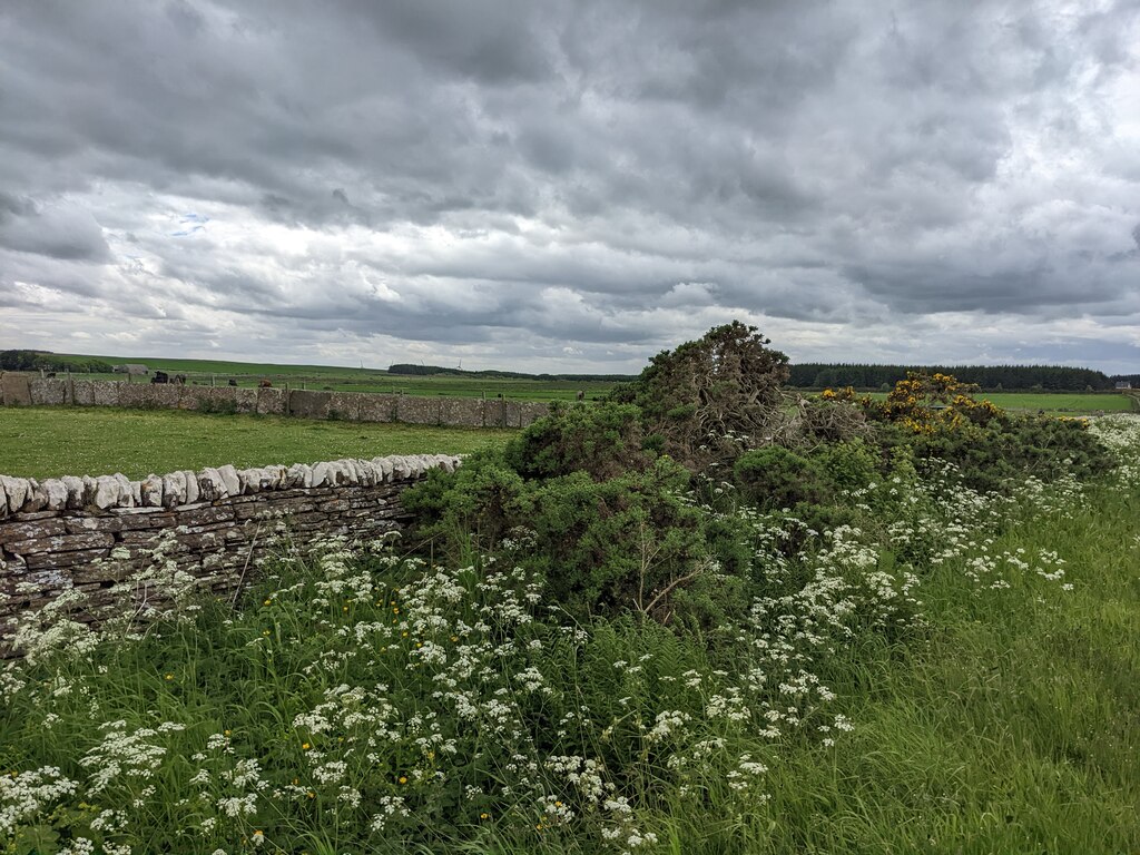 Wild Flowers On The Road Verge David Medcalf Cc By Sa Geograph