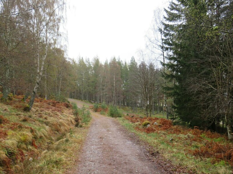 Track Through Woodland Near Aviemore Malc McDonald Cc By Sa 2 0