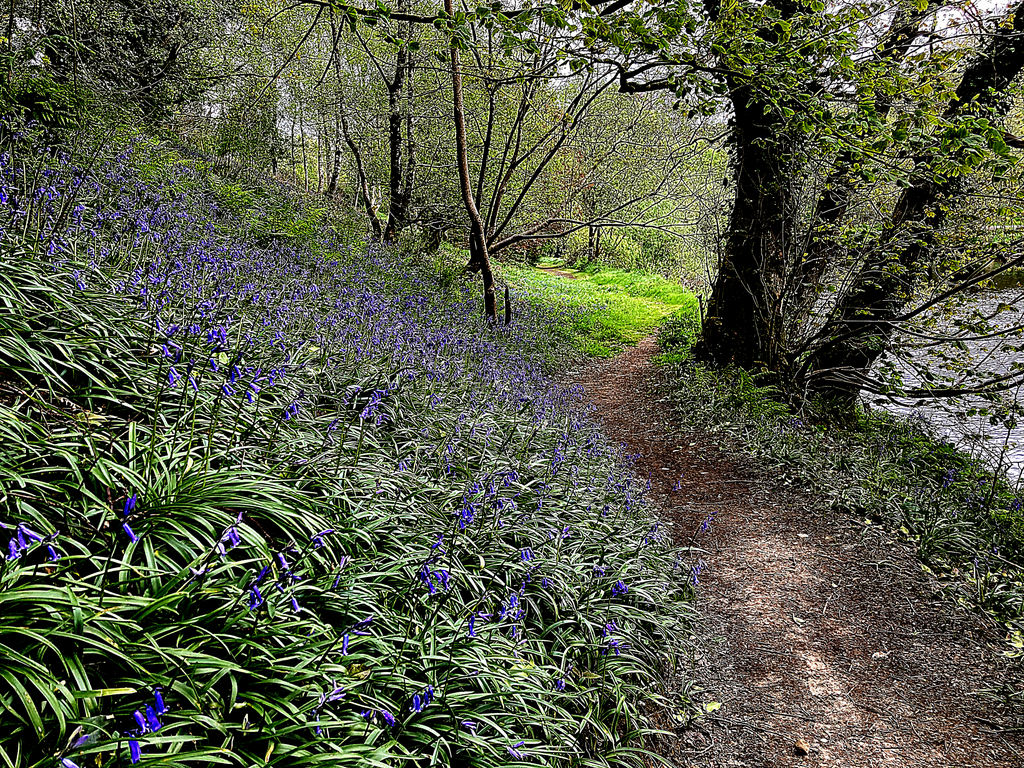 Bluebells Along The Camowen River Kenneth Allen Cc By Sa