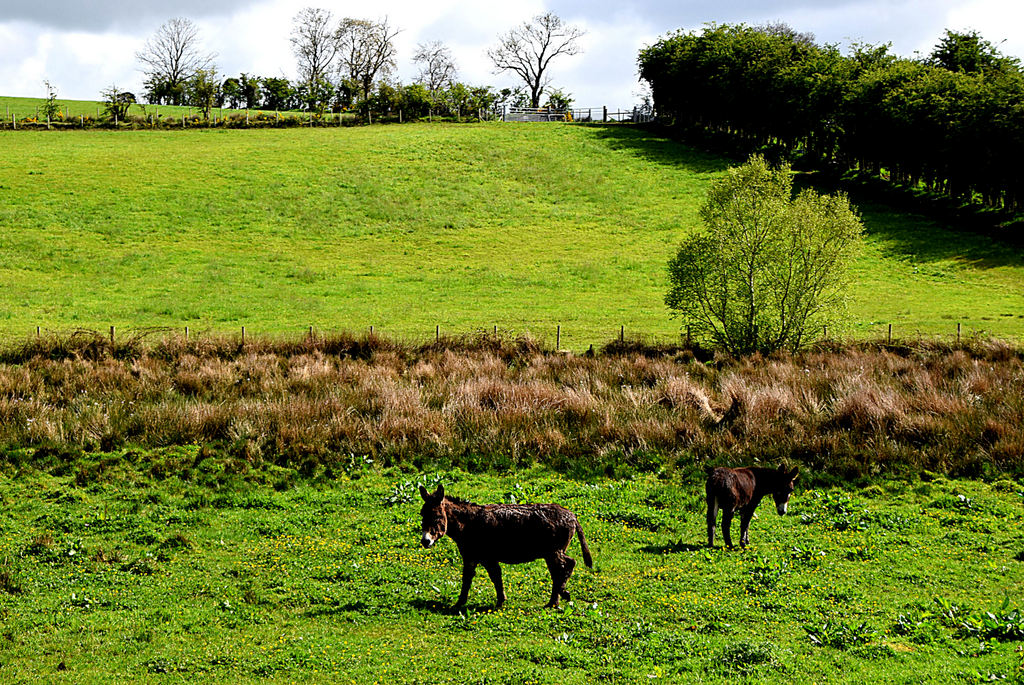 Donkeys Arvalee Kenneth Allen Cc By Sa Geograph Britain And