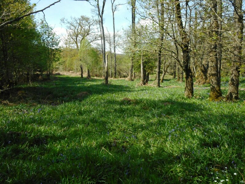 Bluebell Wood Richard Sutcliffe Cc By Sa Geograph Britain And