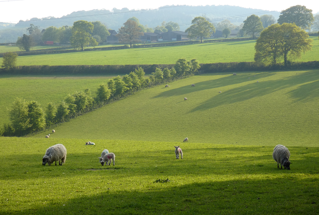 Pasture Vernhams Dean Andrew Smith Cc By Sa Geograph Britain