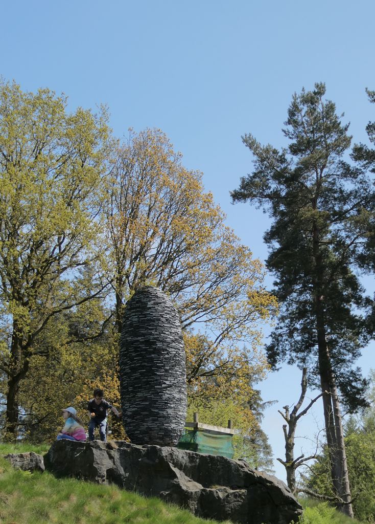 Fir Cone Abies Pindrow By John Oliver Dixon Geograph