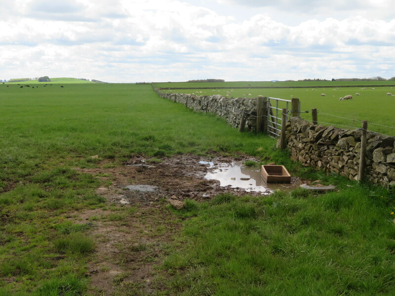 Pastures South Of Sheriffmoor Plantation M J Richardson Cc By Sa