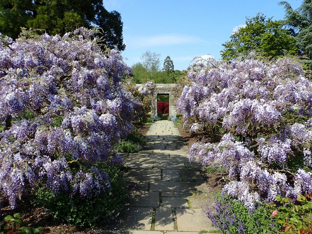 Wisteria At Chartwell Marathon Cc By Sa 2 0 Geograph Britain And