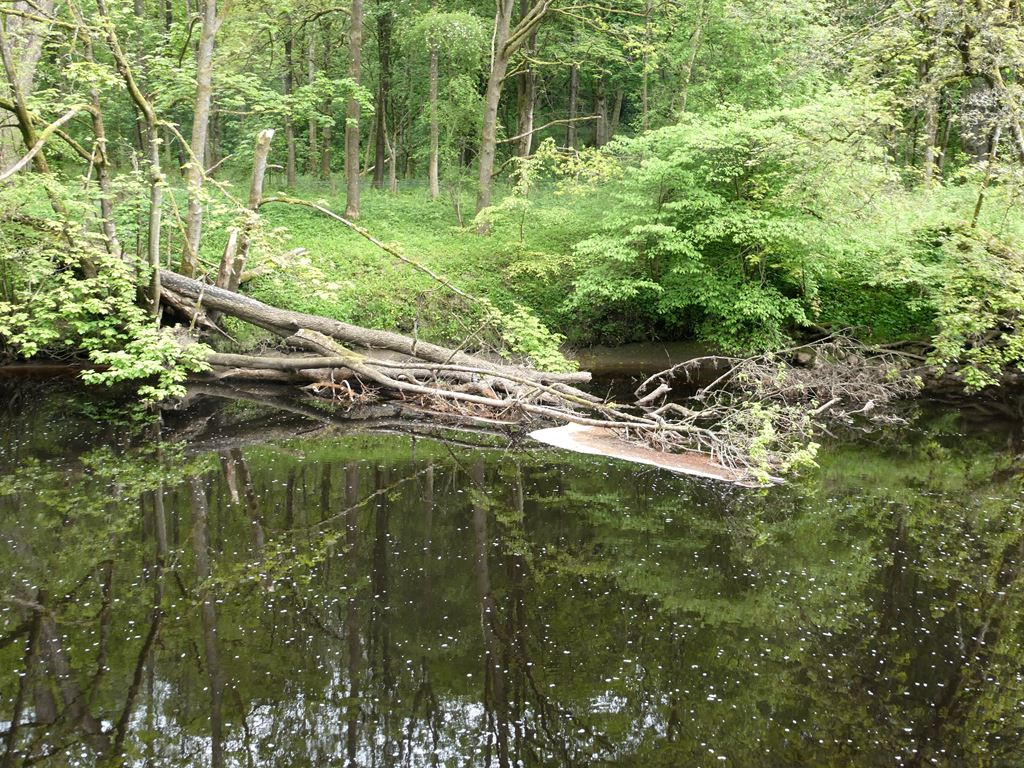 Fallen Tree In The River Wharfe Oliver Dixon Geograph Britain And