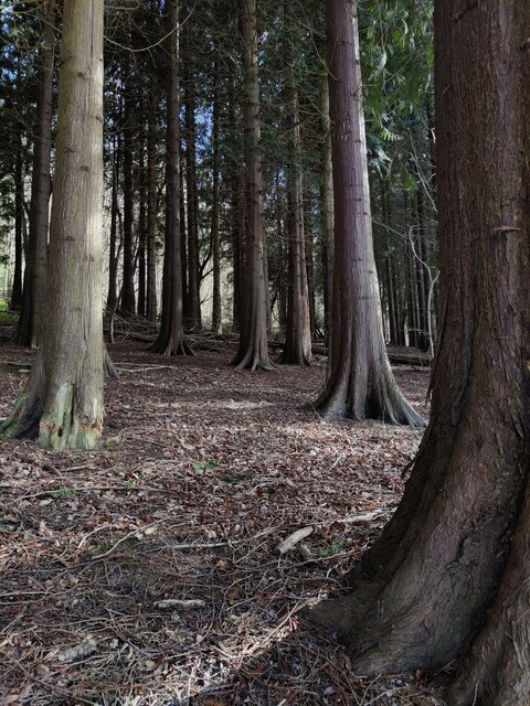 Blakeway Coppice At Wenlock Edge Mat Fascione Cc By Sa