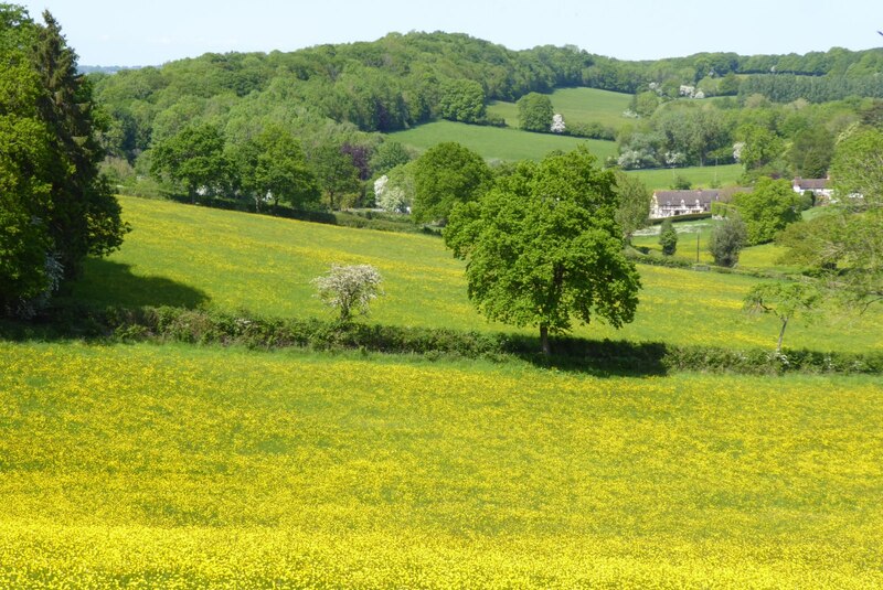 A Field Of Buttercups Philip Halling Cc By Sa Geograph Britain