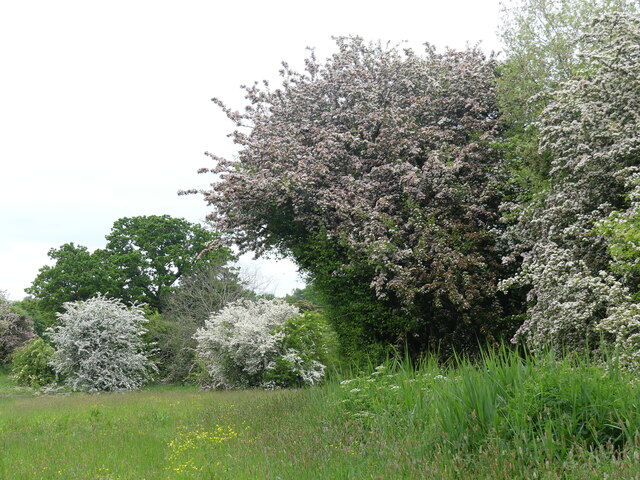 Glorious May Blossom In Caldicot Country Ruth Sharville Cc By Sa