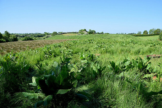 Field With Dock Plants Donaghanie Kenneth Allen Cc By Sa