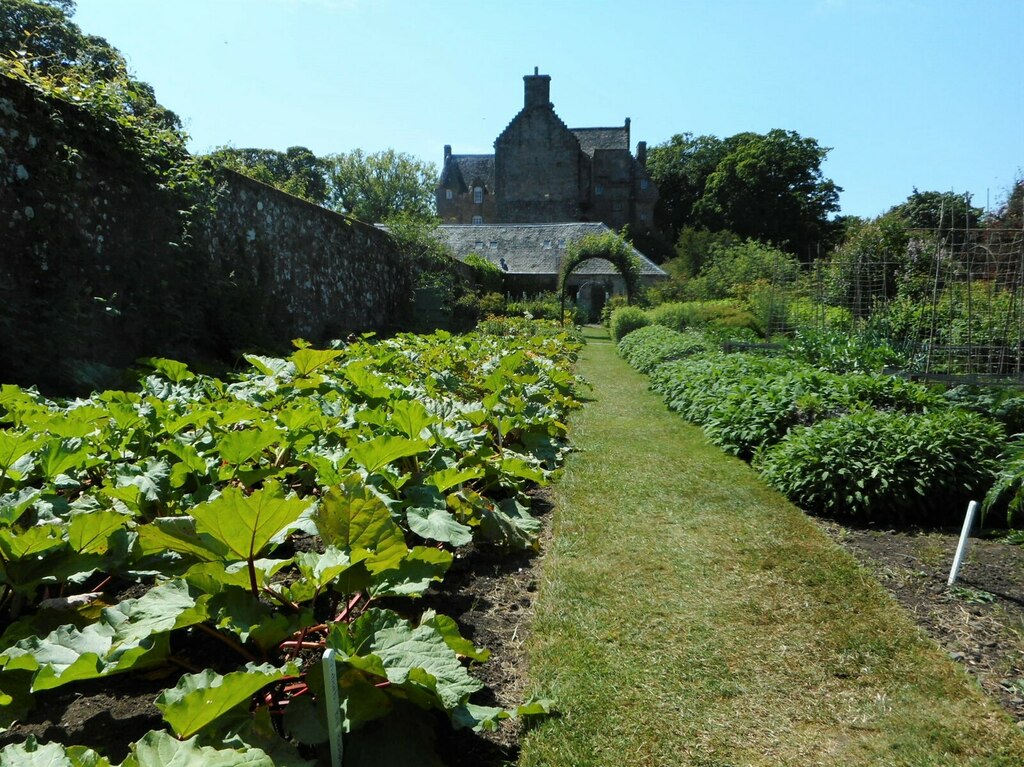 Rhubarb Bed Richard Sutcliffe Cc By Sa Geograph Britain And