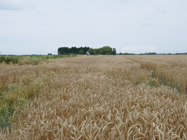 Wheat Field Near Bees Farm Jonathan Thacker Cc By Sa 2 0 Geograph