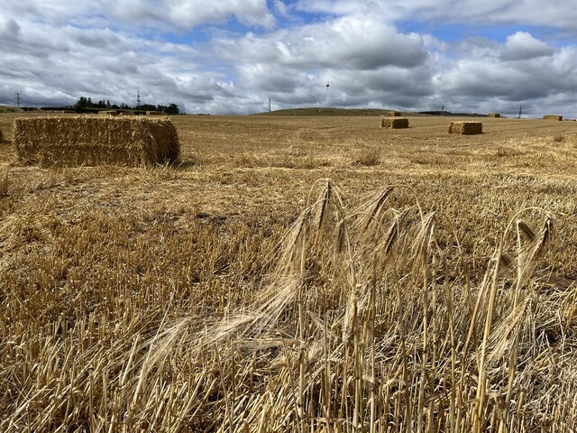 Bales In The Barley Field At Jennifer Petrie Geograph Britain