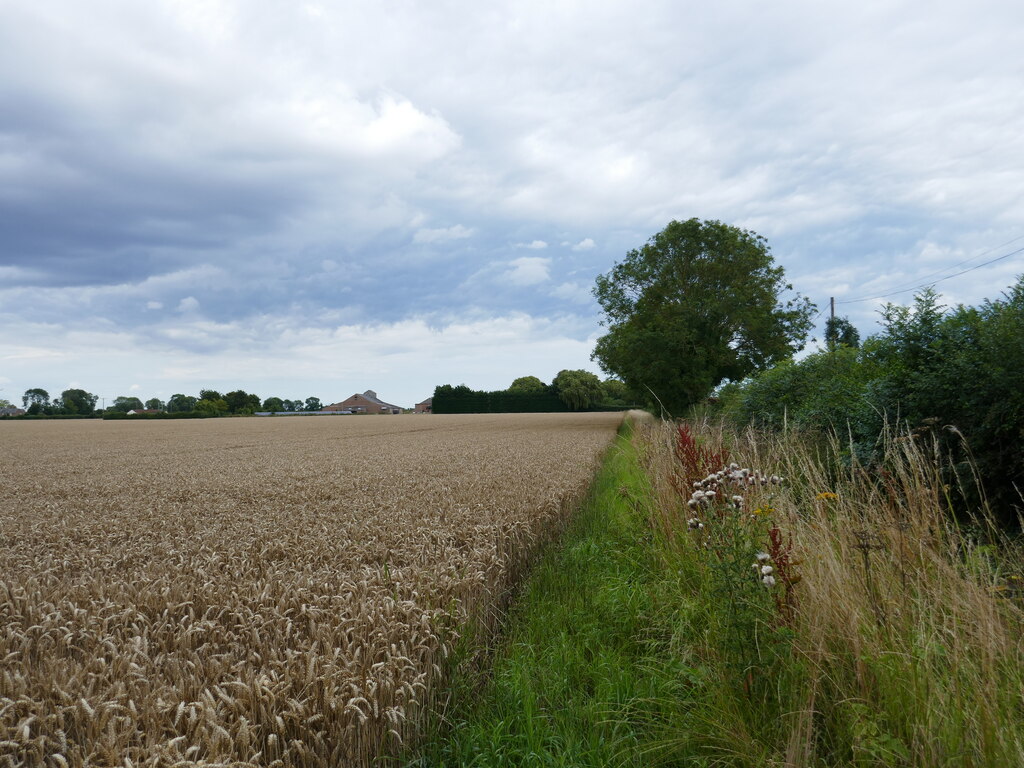 Barley Field Holbeach St Matthew Jonathan Thacker Cc By Sa