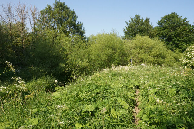 Verdant Growth By The River Wharfe Bill Boaden Cc By Sa 2 0