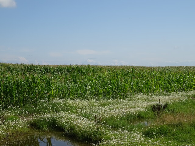 Maize Crop Off Summer Lane JThomas Cc By Sa 2 0 Geograph Britain