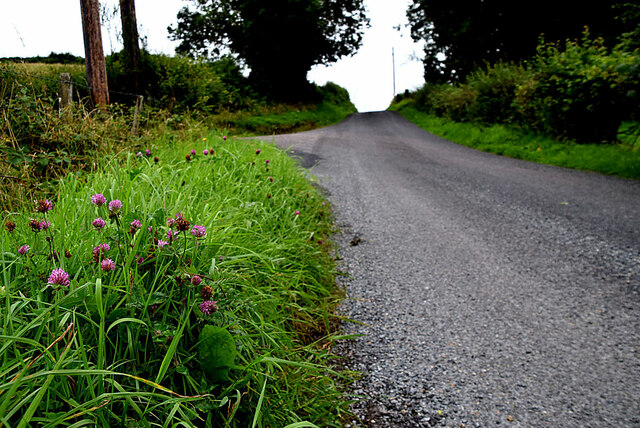 Purple Clover Along Newtownsaville Road Kenneth Allen Cc By Sa 2 0