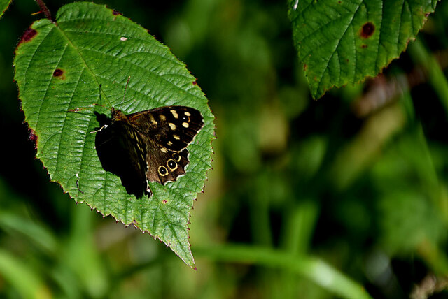 Speckled Wood Butterfly Letfern Kenneth Allen Cc By Sa 2 0