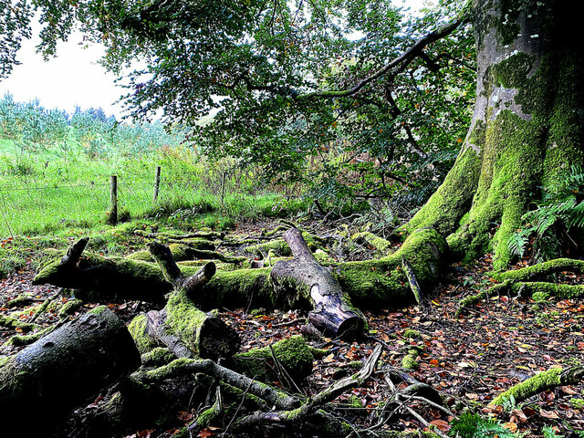 A Moss Covered Tree Seskinore Kenneth Allen Cc By Sa Geograph