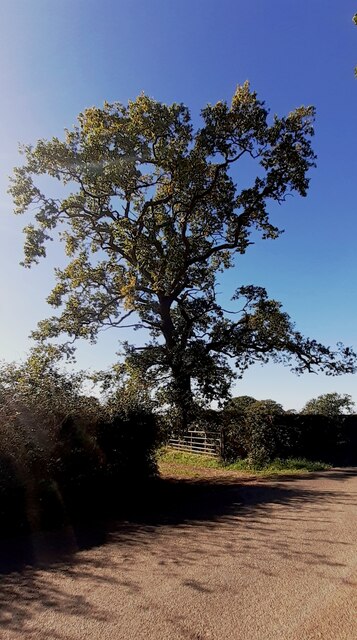 Field Gateway On SW Side Of Road Roger Templeman Geograph