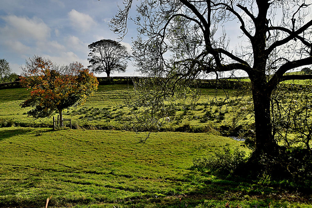 Various Trees Drumragh McCausland Kenneth Allen Cc By Sa 2 0