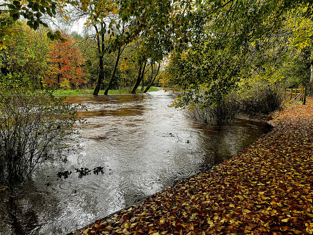 Fallen Leaves Along The Camowen River Kenneth Allen Cc By Sa