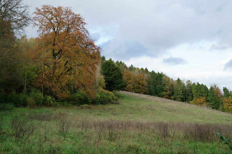 Ranmore Common Peter Trimming Cc By Sa Geograph Britain And