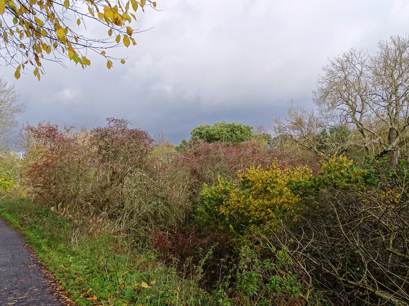 Autumn Trees Beside The Derwent Walk Robert Graham Cc By Sa 2 0