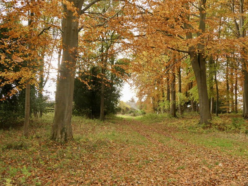 Woodland Dalkeith Park Richard Webb Cc By Sa Geograph Britain